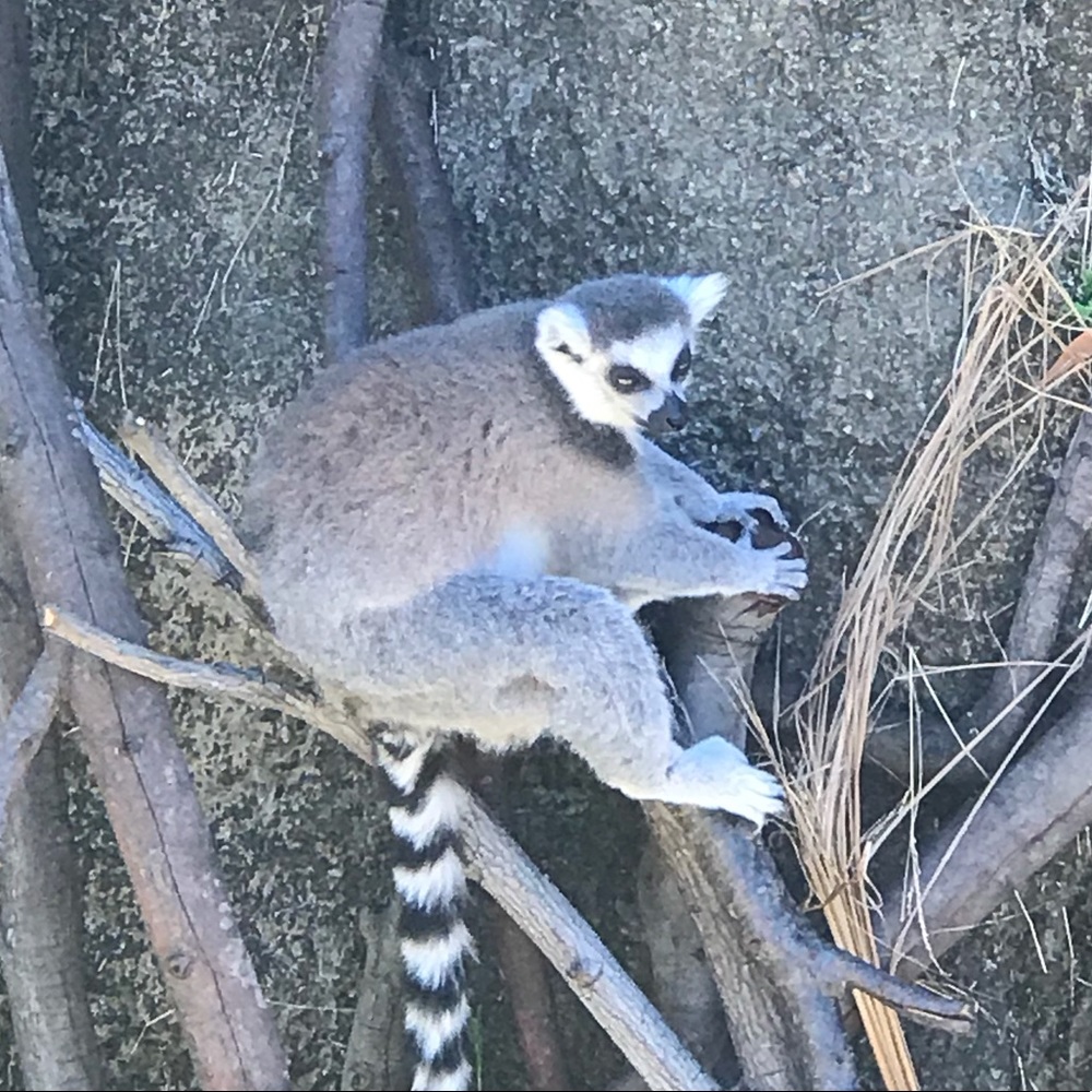 Meet your Posher, Rondy